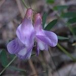 Vicia americana Flower