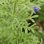 Lavandula pinnata Leaf