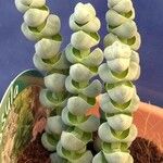 Crassula plegmatoides 葉