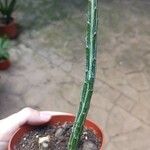 Kleinia stapeliiformis Hoja
