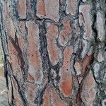 Pinus pinaster Coajă