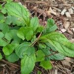 Penstemon smallii Leaf