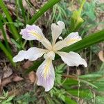 Iris douglasiana Květ