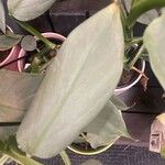 Philodendron hastatum Hoja