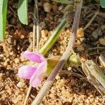 Tephrosia subtriflora Floare