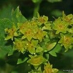 Alchemilla coriacea Квітка