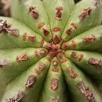 Euphorbia polygona Blad