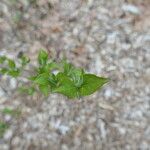 Weigela japonica Leaf
