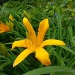 Hemerocallis middendorffii Kvet