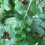 Adenophora liliifolia Leaf