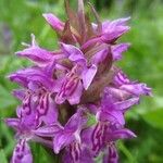 Dactylorhiza majalis Fula