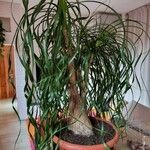 Beaucarnea recurvata ᱥᱟᱠᱟᱢ