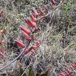 Aloe secundiflora Kukka