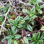 Helianthemum oelandicum Blad