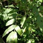 Sorbus americana Feuille