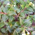 Gaultheria mucronata Folha