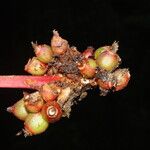 Psychotria densinervia Fruit