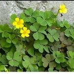 Oxalis grandis Květ