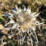 Centaurea acaulis Kvet