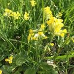 Primula verisFlower