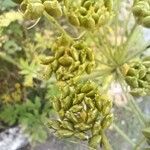 Heracleum sphondylium果実