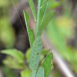 Crotalaria albida Leaf