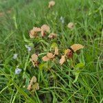 Commelina reptans ശീലം