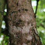 Viburnum trilobum 樹皮