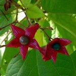 Clerodendrum trichotomum Плід