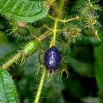 Miconia crenata ഫലം