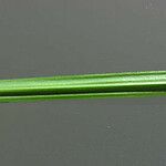 Carex tribuloides Blad