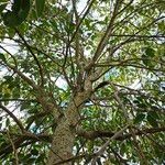 Ligustrum japonicum Habit