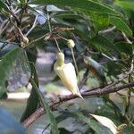 Arthroclianthus angustifolius Kvet