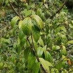 Chimonanthus nitens Hábito