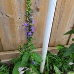 Lobelia siphiliticaFlower