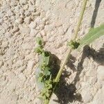 Atriplex micrantha Blad