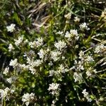 Arabis soyeri Flower