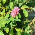 Spiraea douglasiiFlower