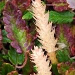 Selaginella selaginoides Virág