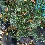 Fernelia buxifolia Liść