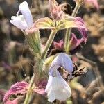 Salvia argentea Květ