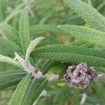 Buddleja loricata Leaf