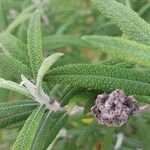 Buddleja loricata 葉