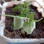 Peperomia pellucida Fruit