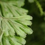 Hymenophyllum tunbrigense Leaf
