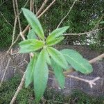 Vitex agnus-castusFrunză