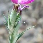 Dianthus anticarius Цветок