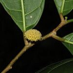 Maquira guianensis Flower