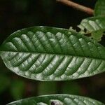 Vochysia tomentosa Leaf
