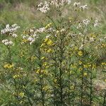 Jacobaea erucifolia Flower